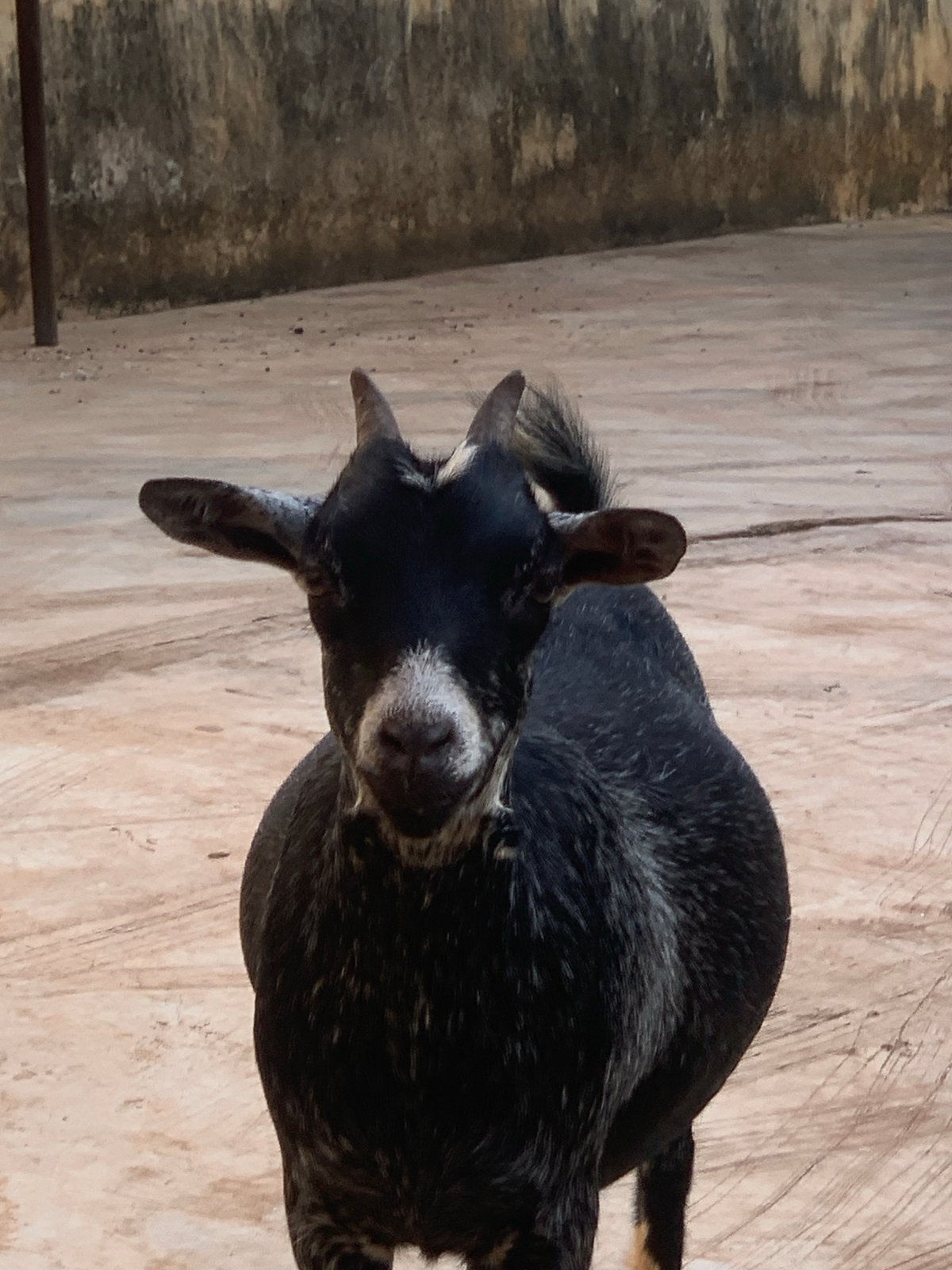 Goats and a dusk sky in Ikorodu, Nigeria