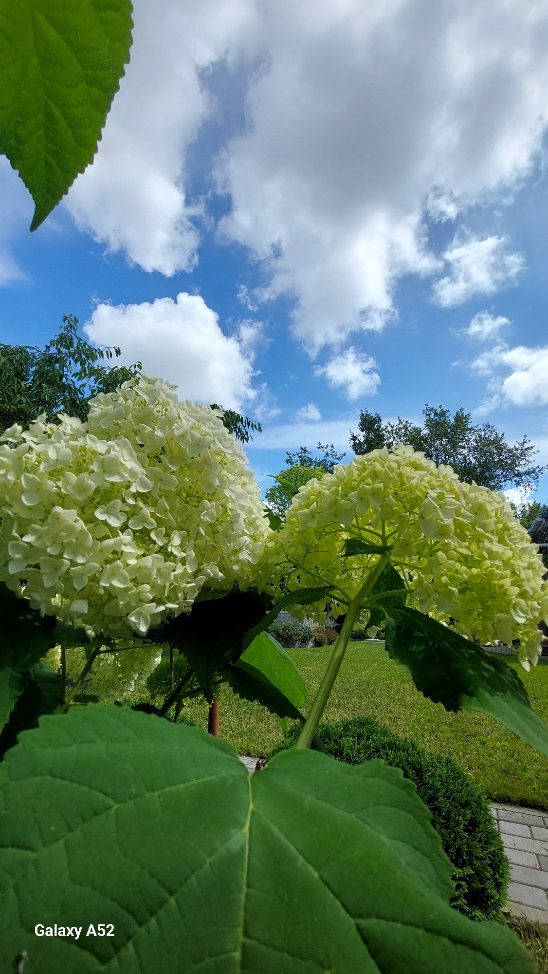 Summer garden flowers in full bloom, Zhavoronki