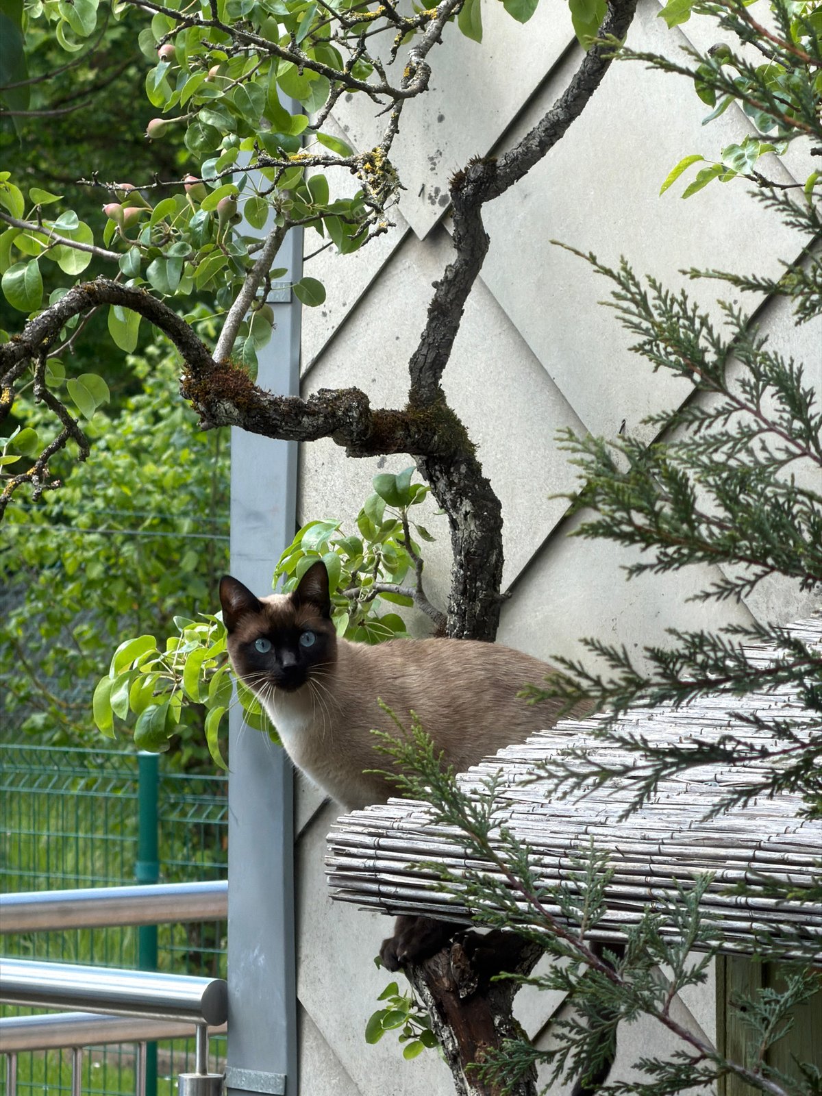 Siamese cat spotted hanging upside down from tree in Luxembourg