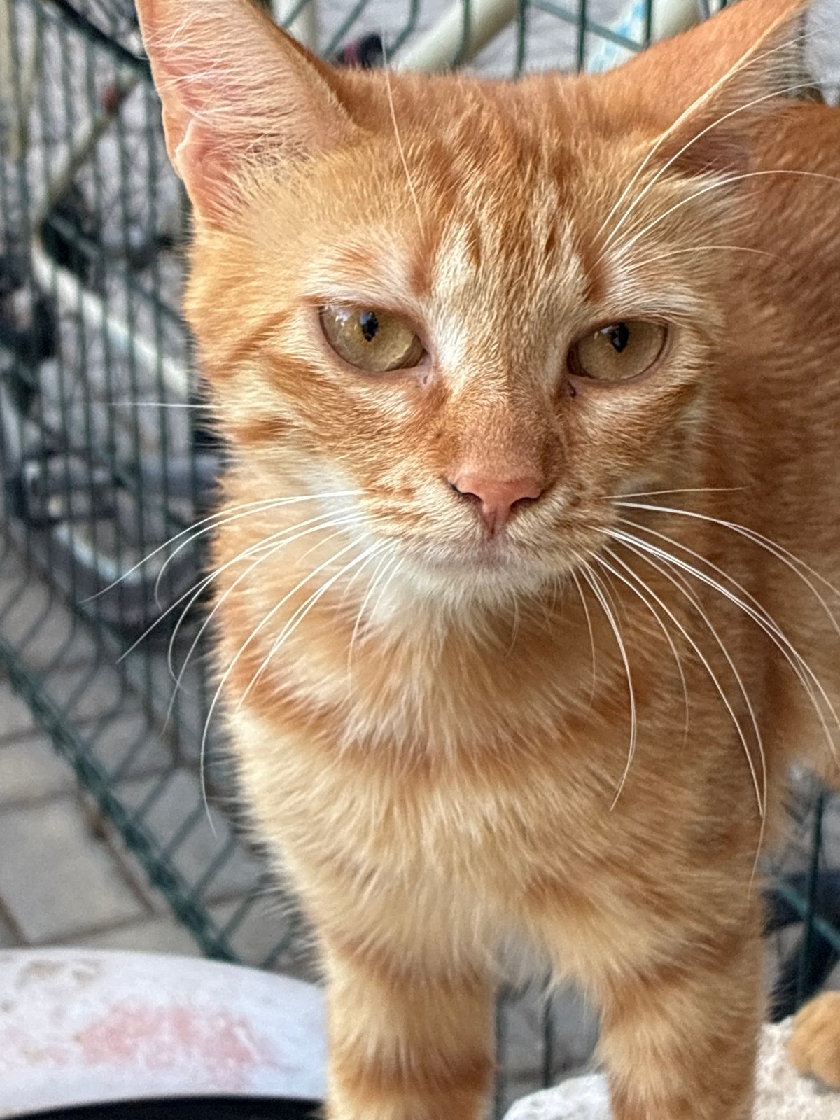 Cats and waffles on a slow afternoon in Alanya
