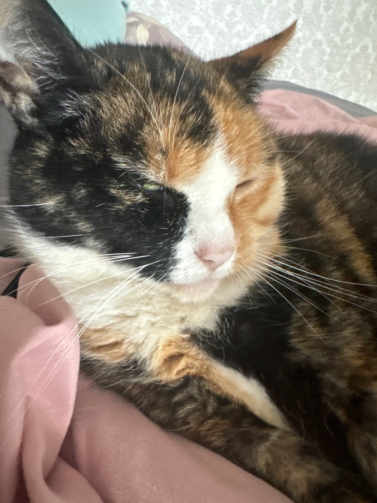 Calico cat sleeps peacefully on pink bedding