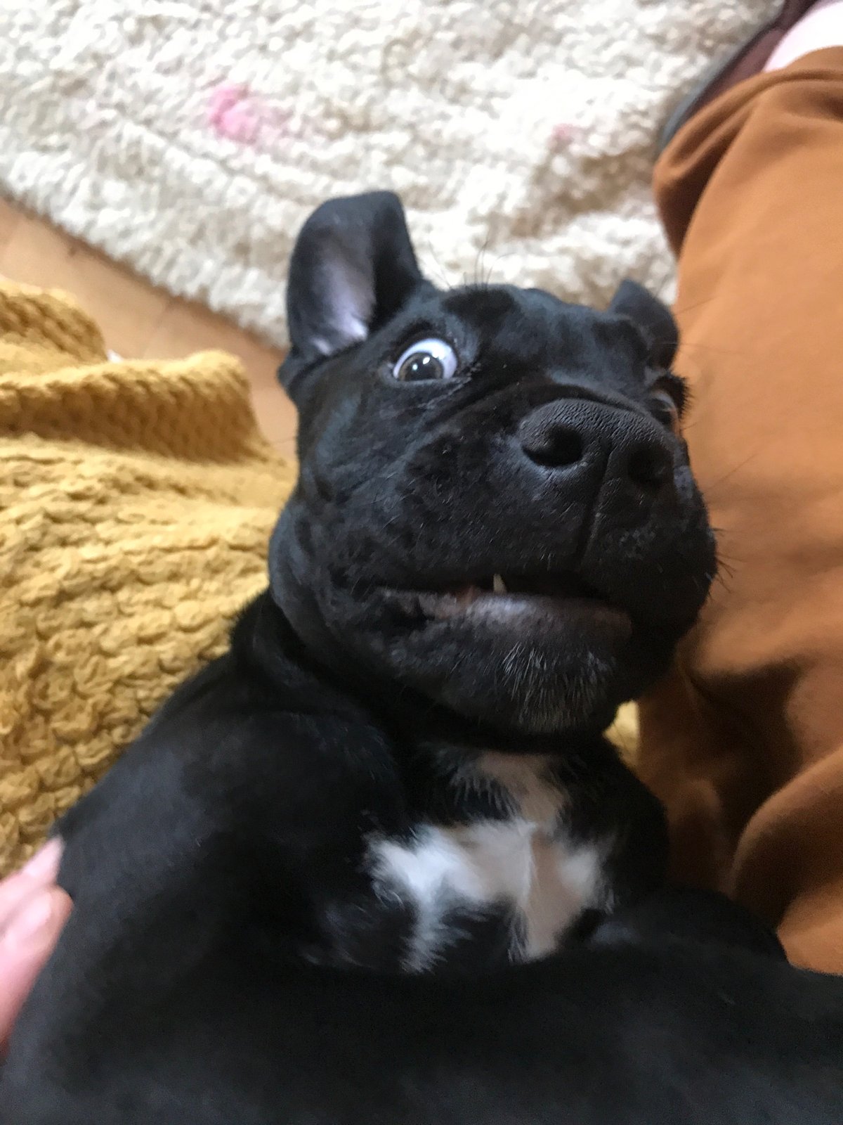 Black puppy with white markings observed resting indoors
