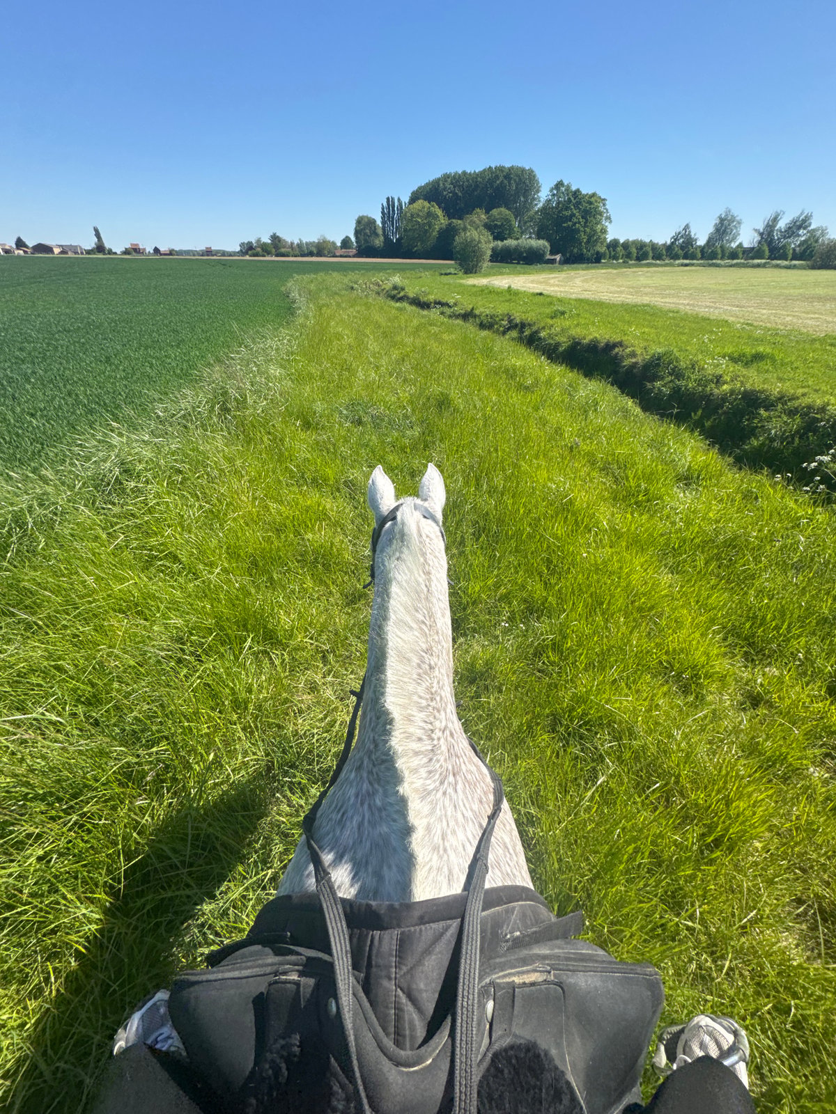 Morning horseback riding session documented in rural Belgium