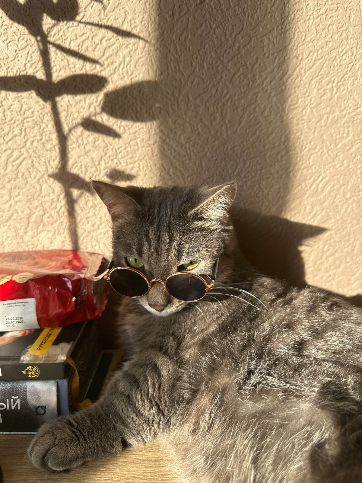Cat in sunglasses poses with books in Krasnoyarsk