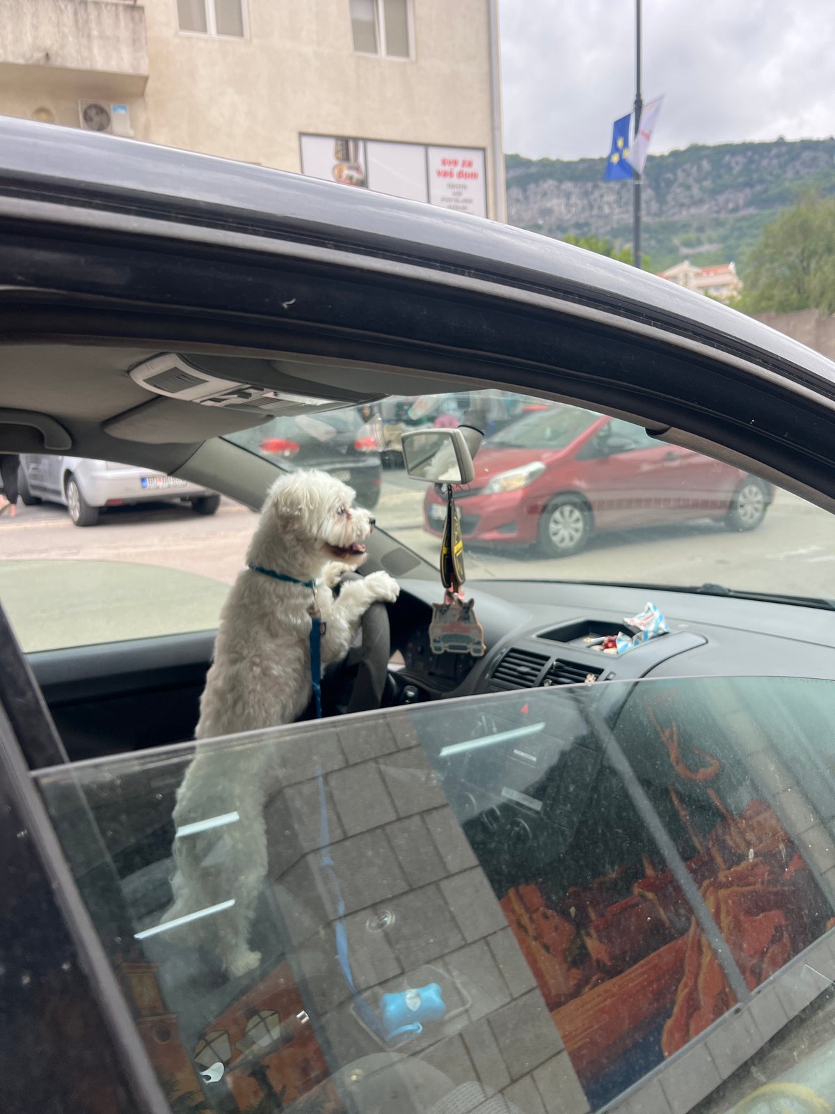 White dog sits in driver's seat in Budva car