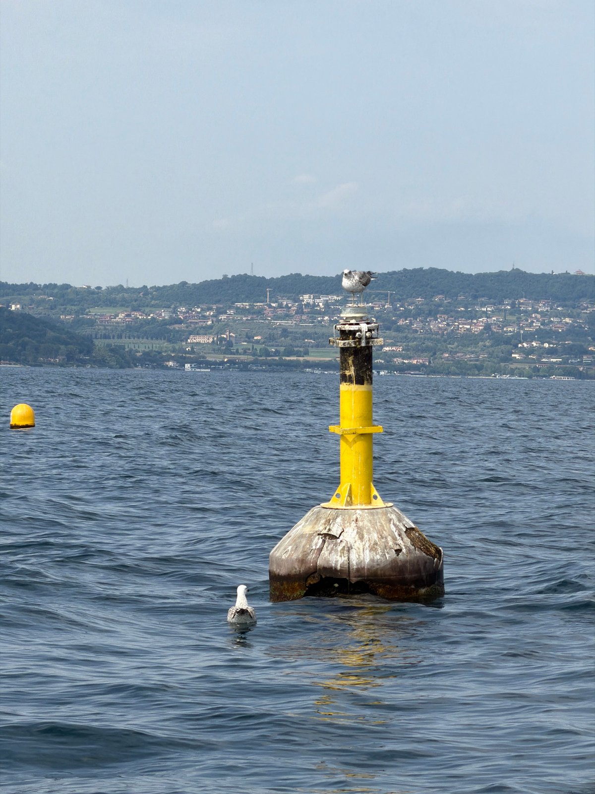 Seagull spotted on buoy in Lake Garda near Sirmione