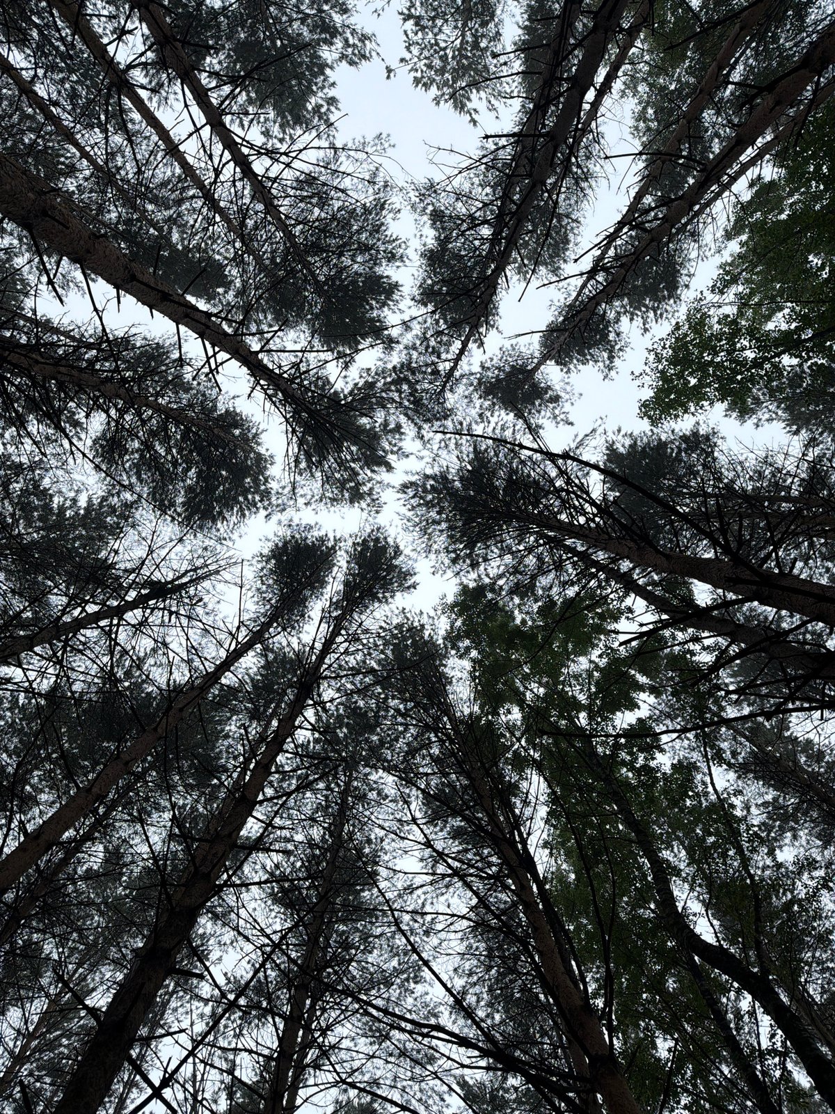 Foggy morning walk documented through Chaikovsky, Russia streets and forests