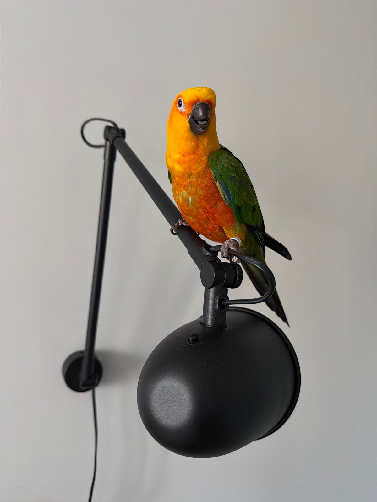 Sun conure parrot perches on lamp and head in Khimki