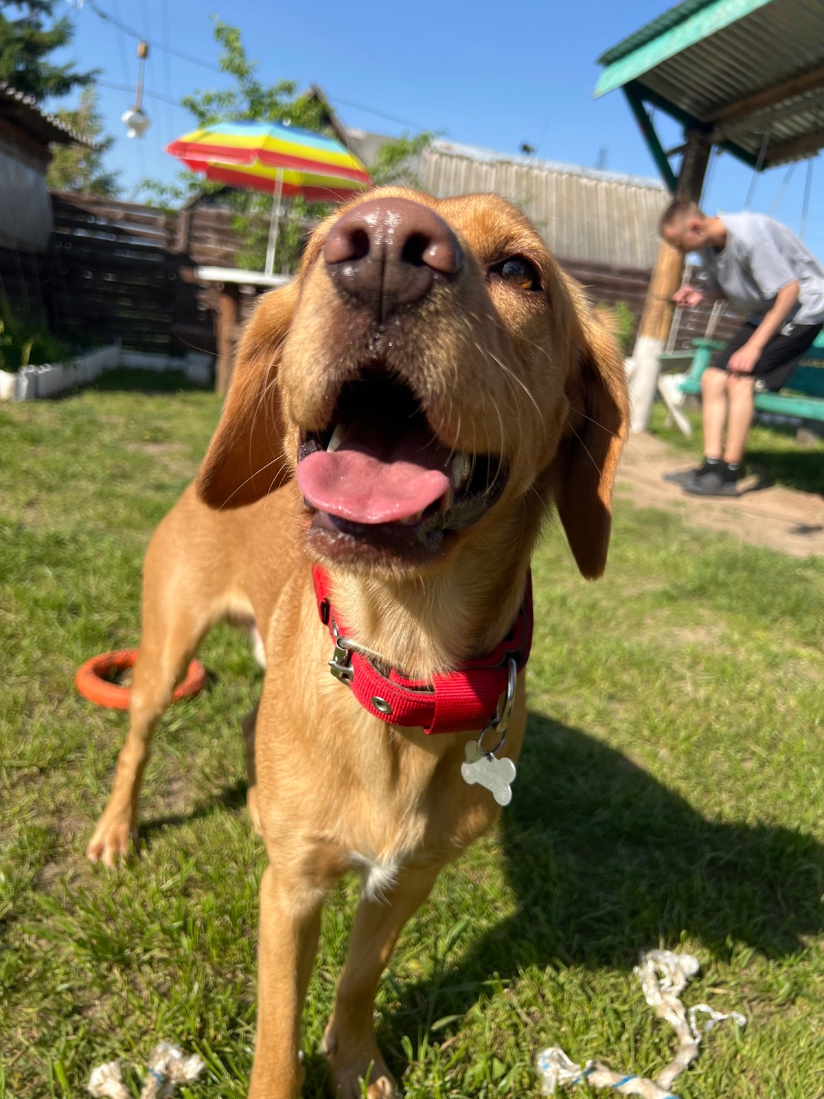 Yellow Lab with red collar spotted on Chaikovsky lawn