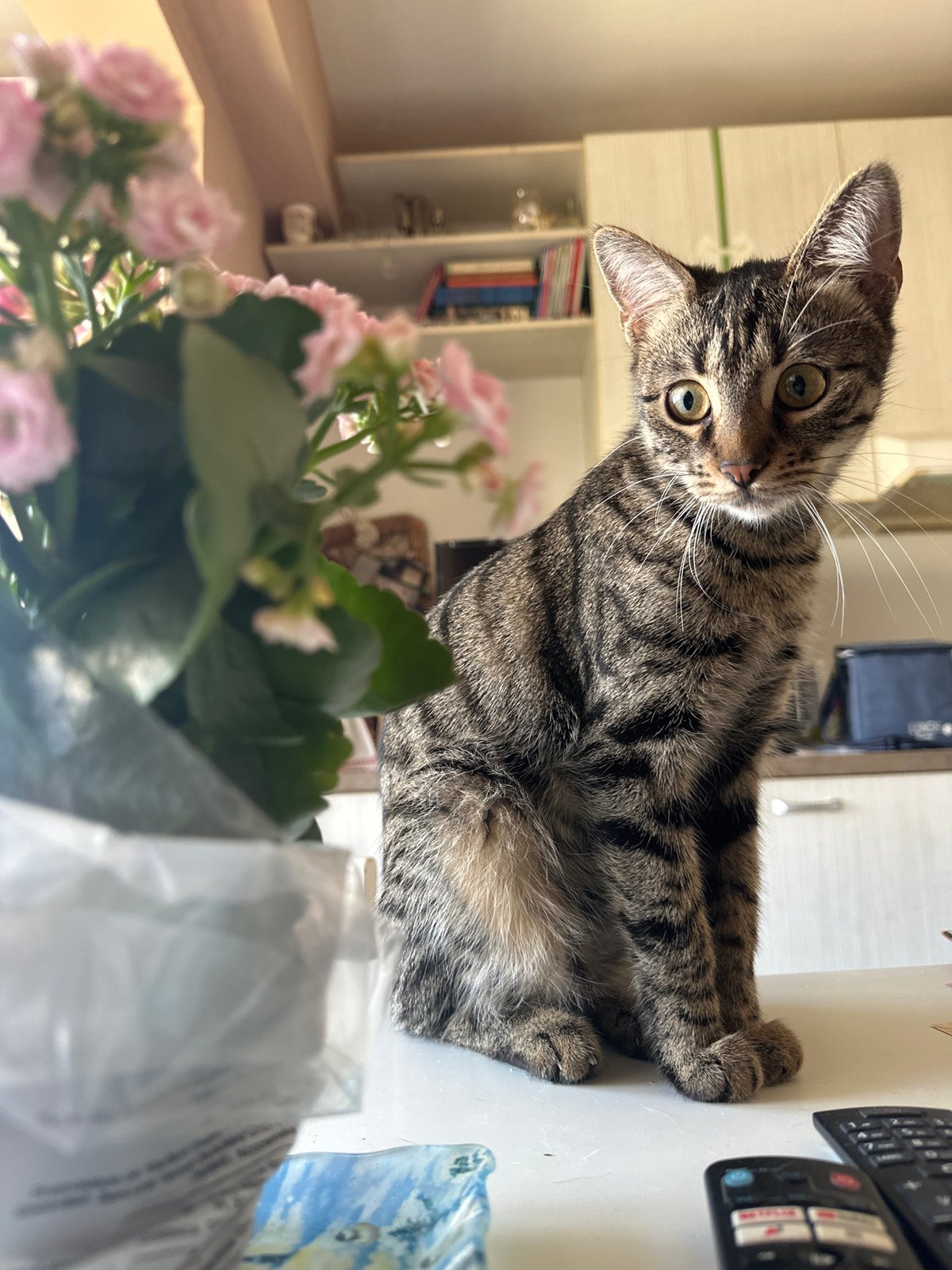 Morning domestic moments with cats captured in Sofia