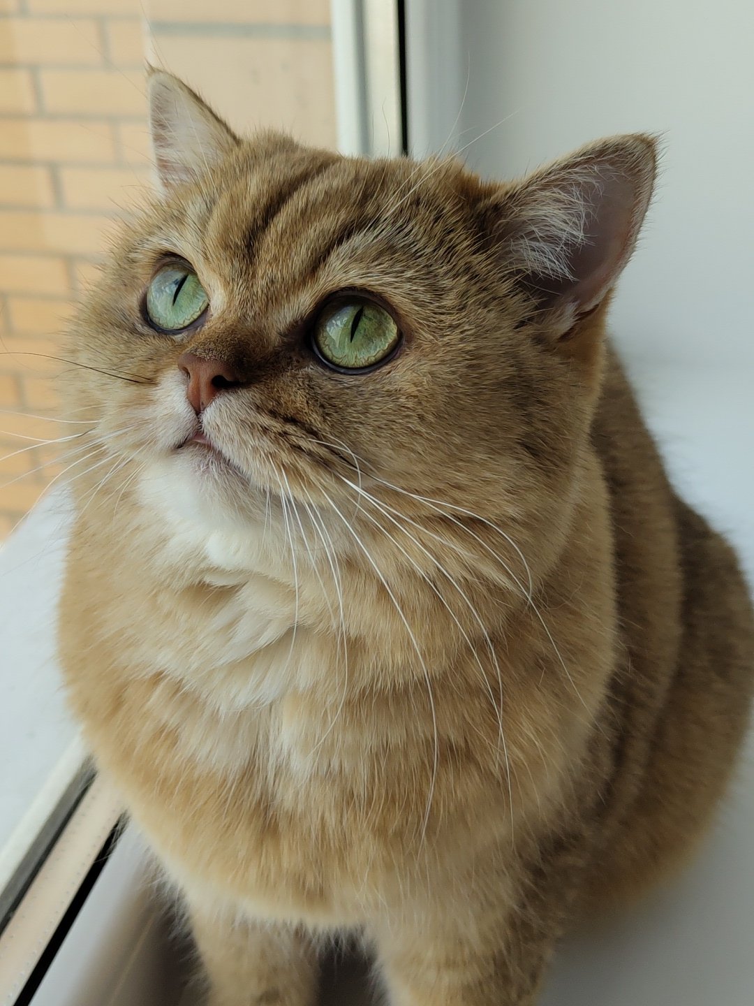 Golden tabby cat lounging around a Krasnodar apartment