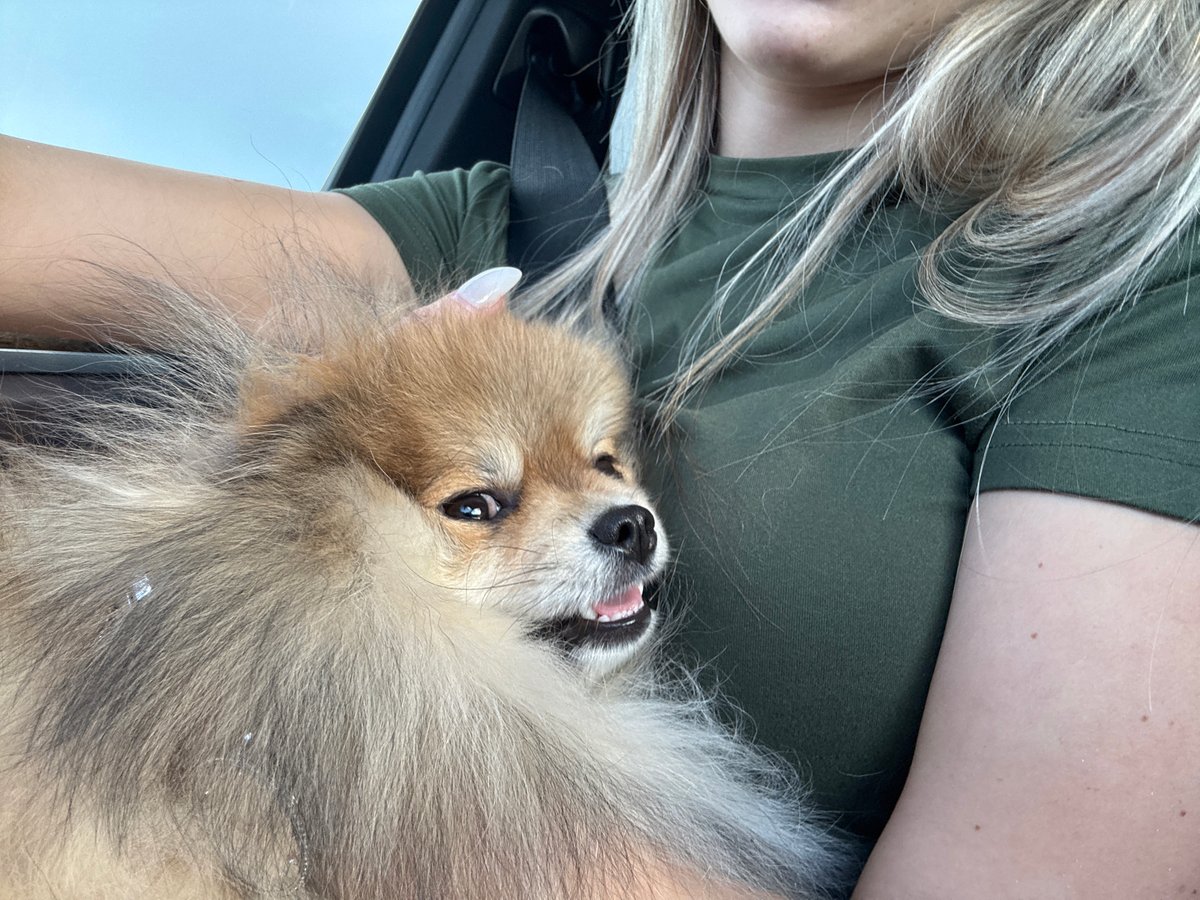 Fluffy Pomeranian up close in Pomorie, Bulgaria