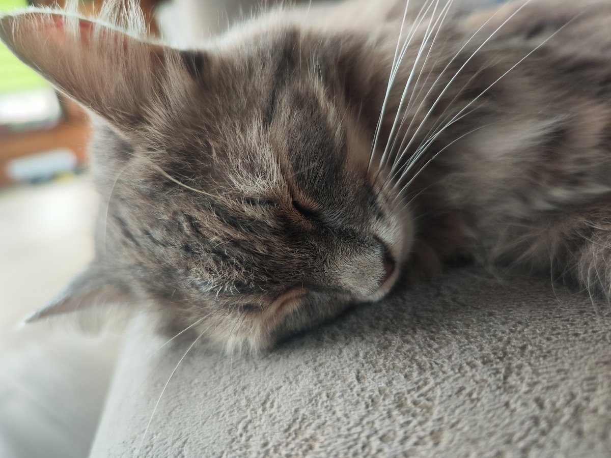 Cat sleeps peacefully on couch in Chaikovsky, Russia