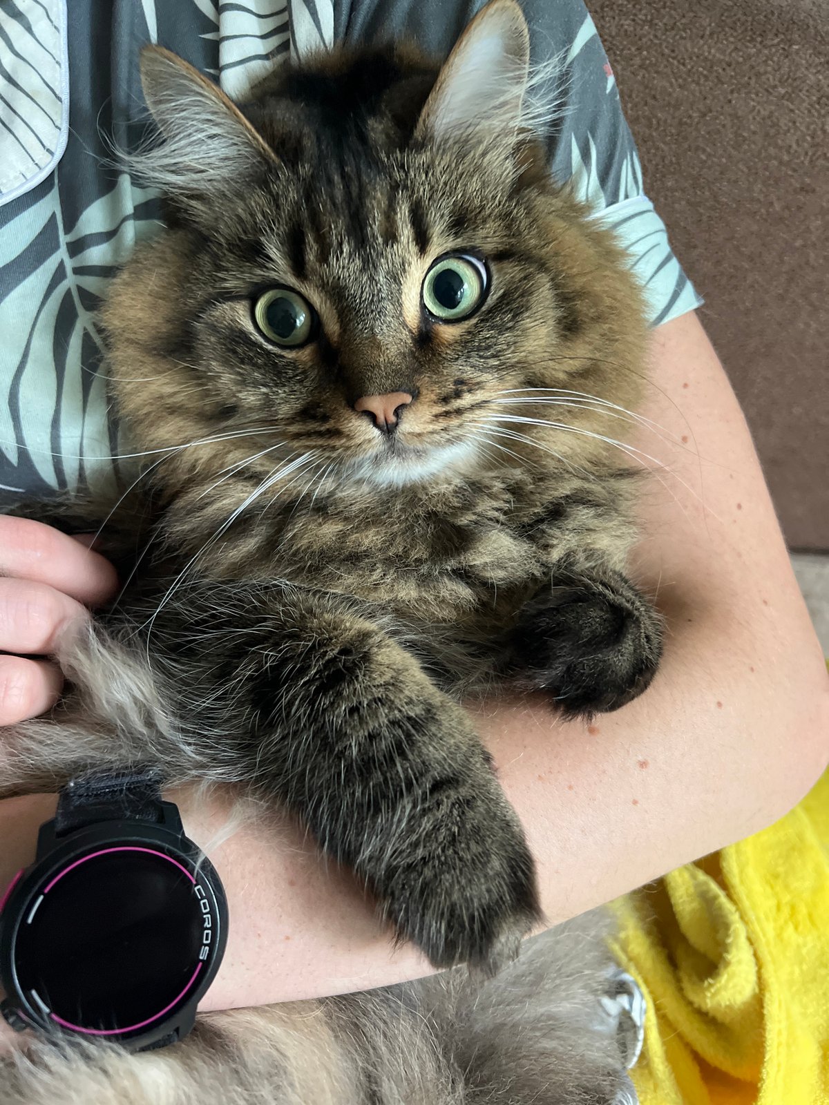 Cats, dessert, and sauna vibes on a quiet Chaikovsky morning