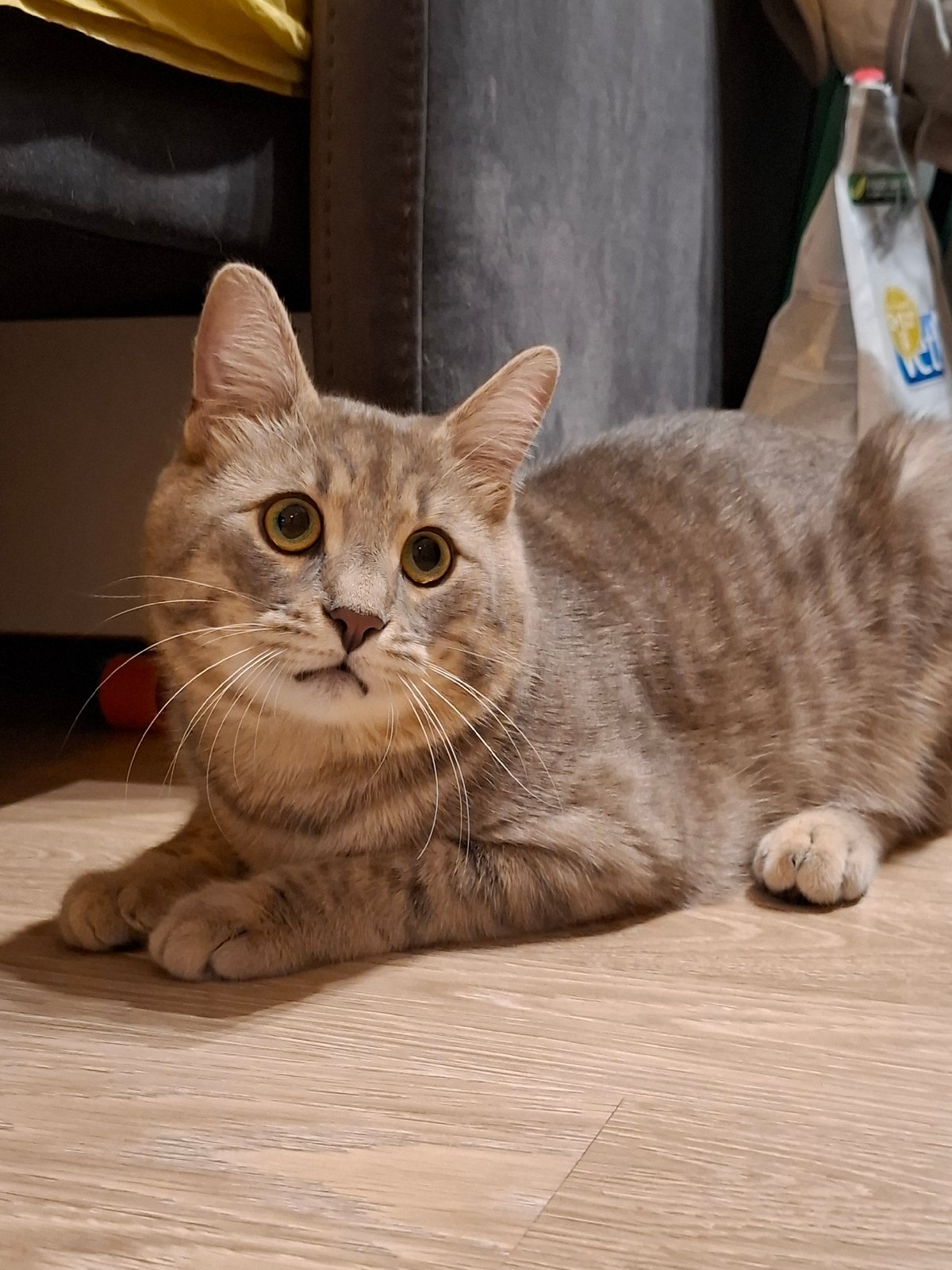 Tabby cat at home in Zemun, every angle covered