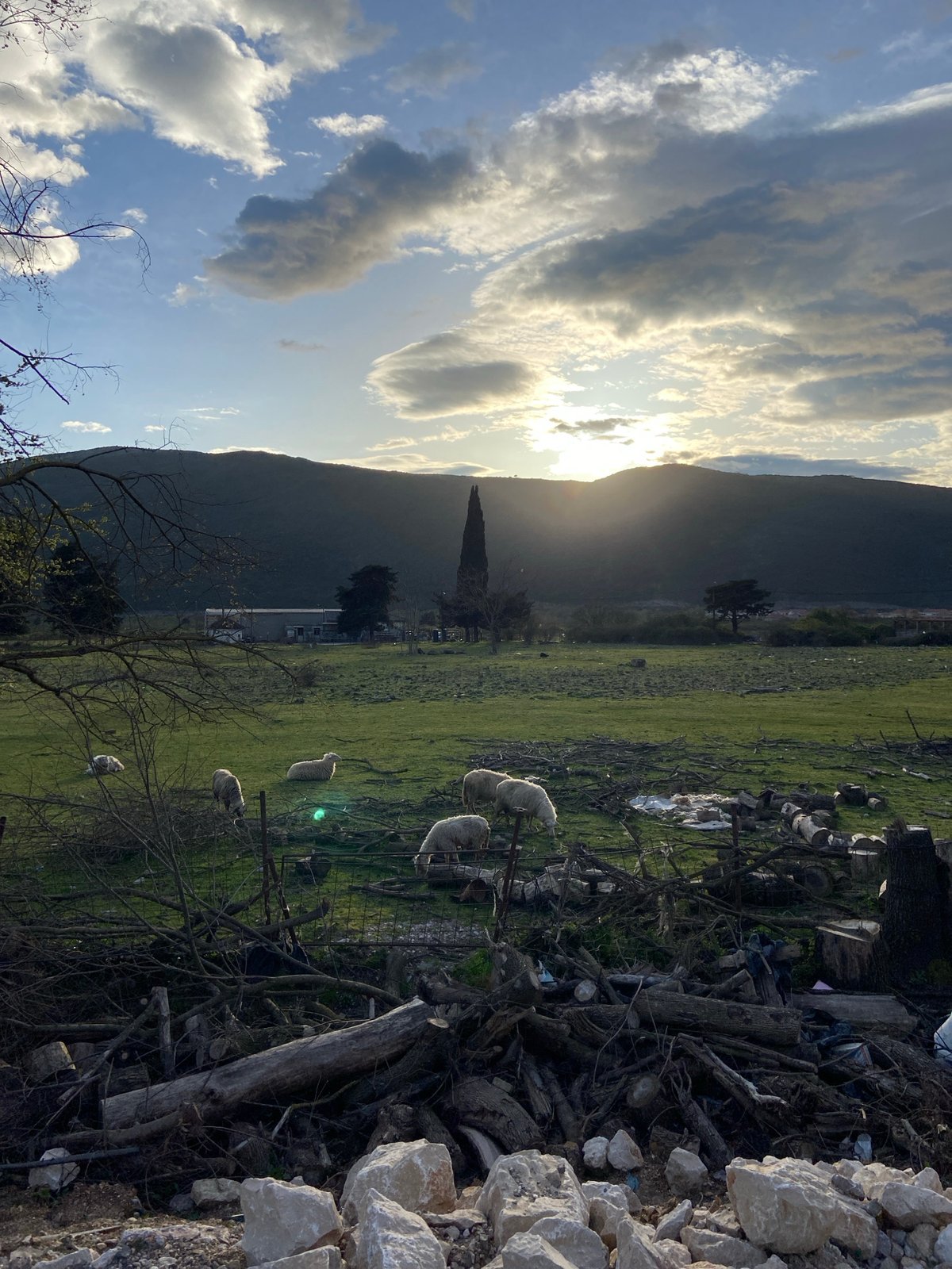Sheep flocks graze in Montenegro countryside fields