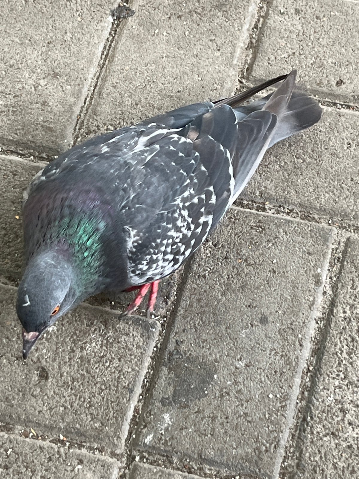 Pigeons foraging on a Dnipro sidewalk on a summer afternoon
