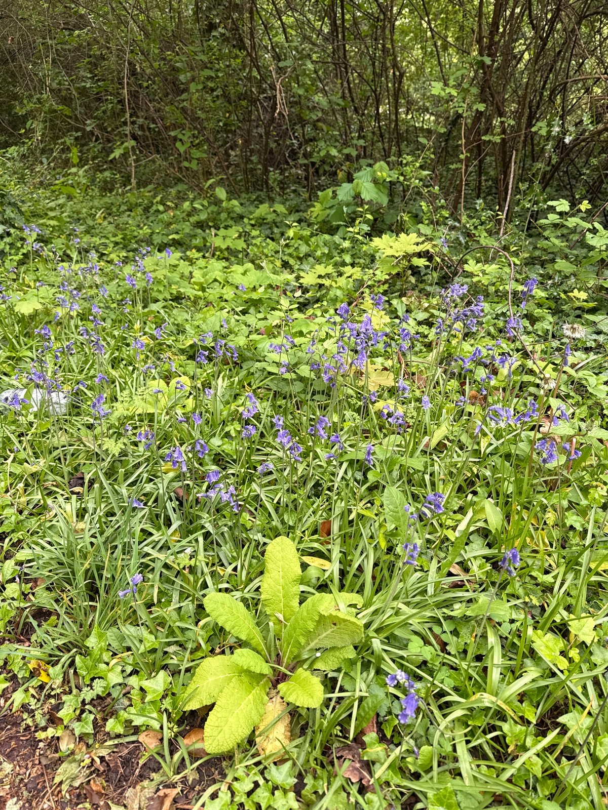 Spring blooms and community gathering observed in Milton Keynes