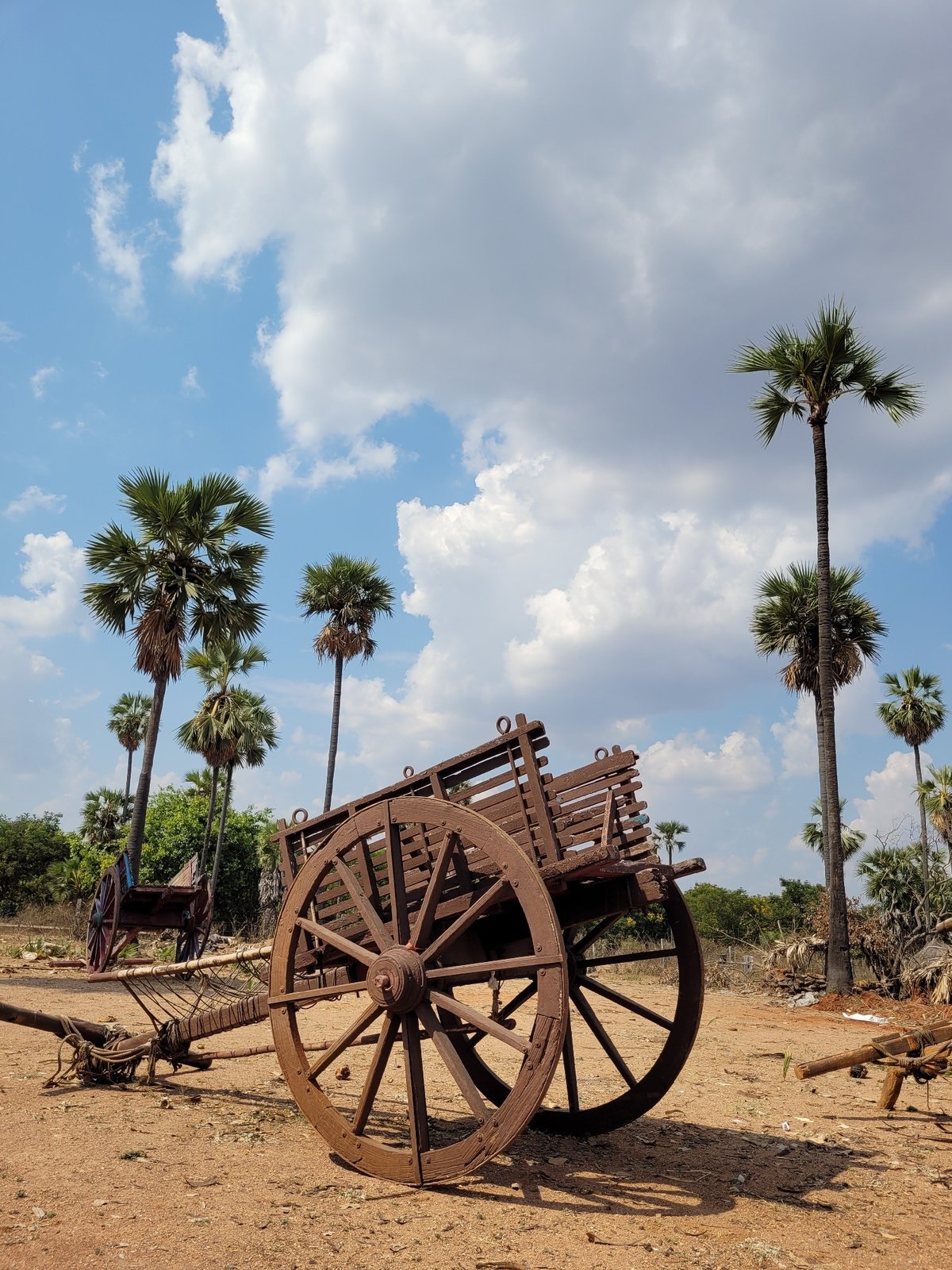 Loaded wooden cart spotted among palm trees