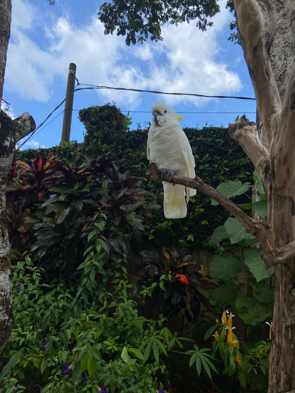 Wildlife and nature documented at Bali Zoo, Sukawati