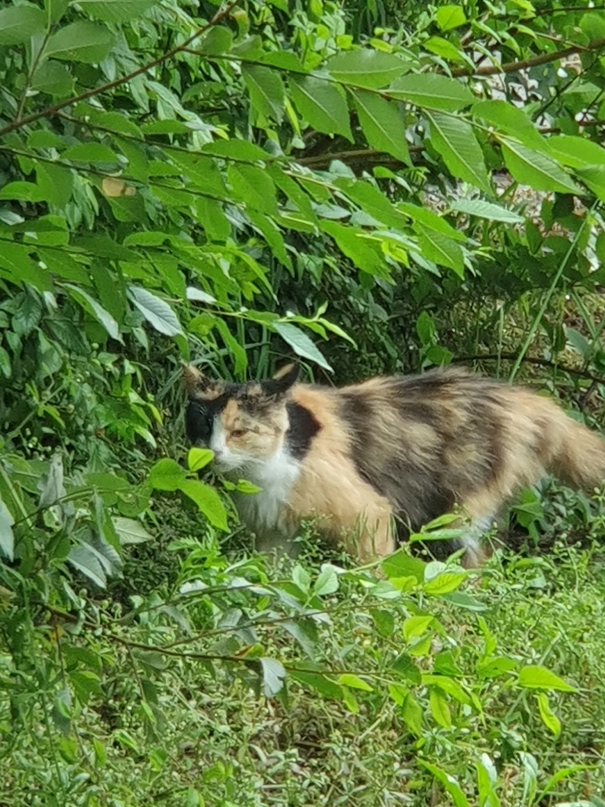 Garden creatures and canopy views after recent rain