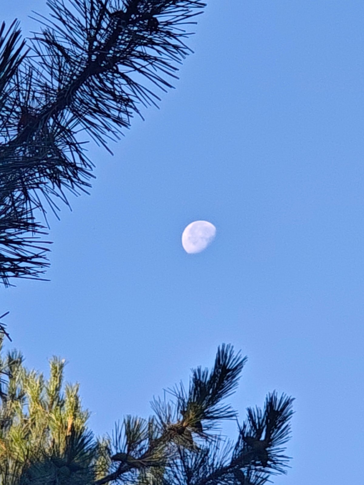 Moon, garden statues, and dewy flowers in quiet morning shots