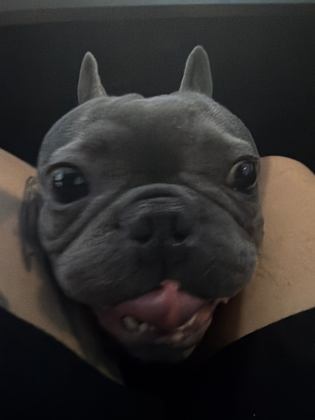 French Bulldog travels through Ruse, Bulgaria during twilight car ride
