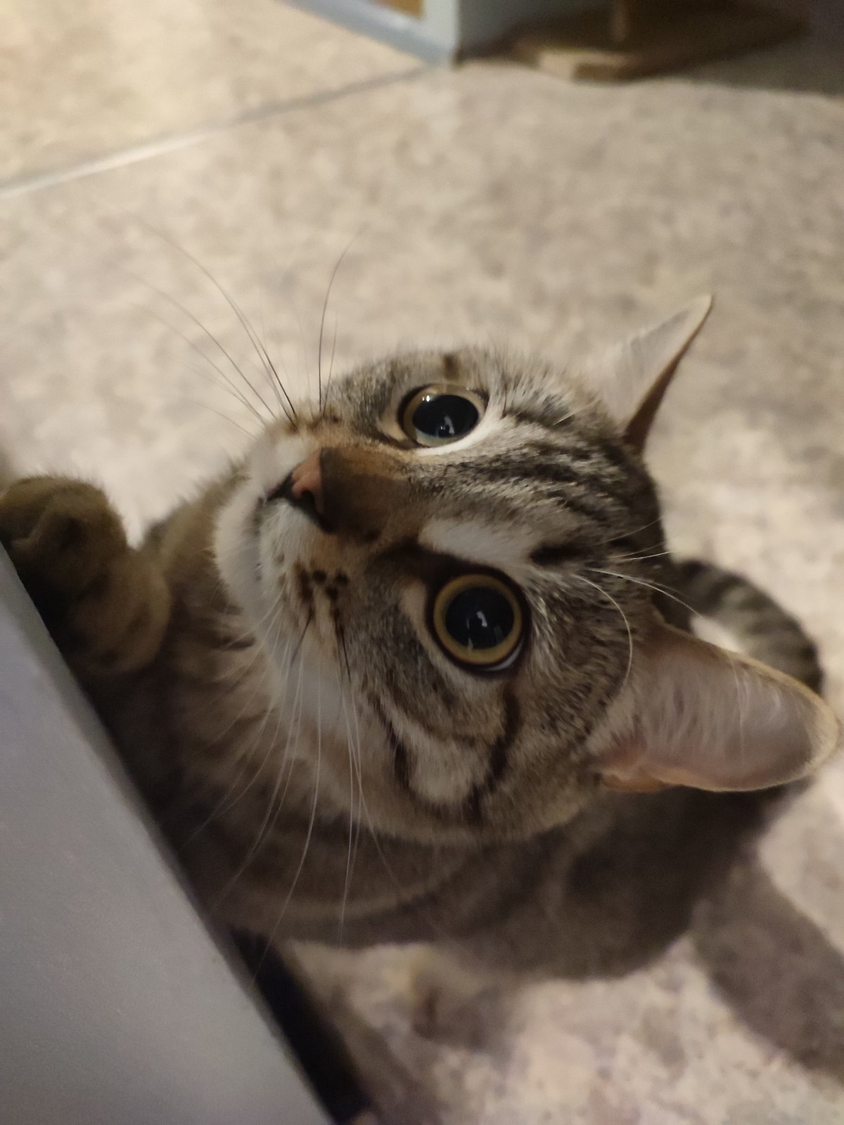Tabby cat observed indoors looking upward in multiple locations