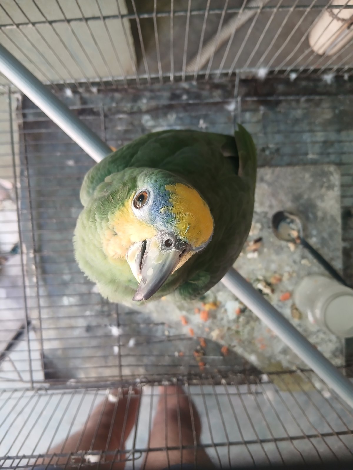 Pet parrot and frying fish — a quiet evening at home in Venezuela