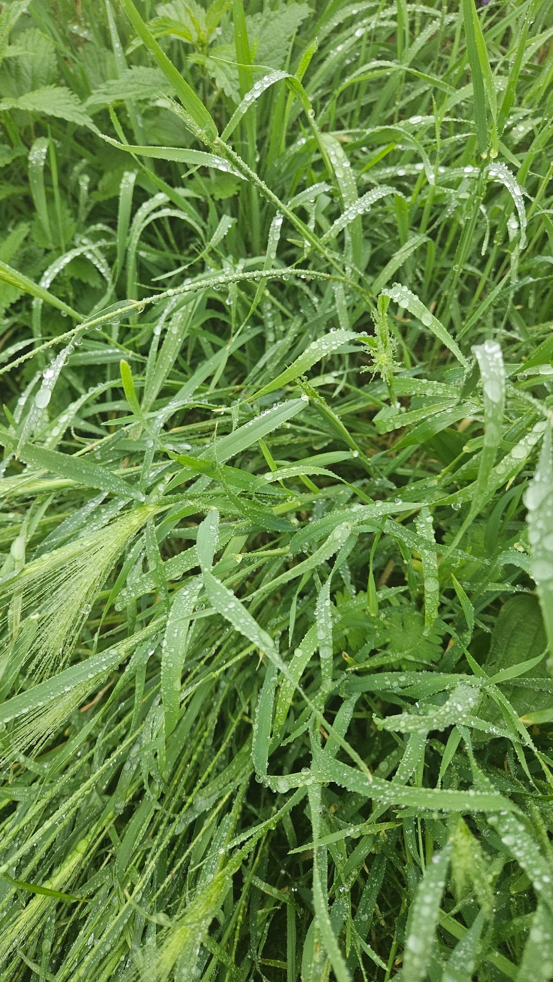Wet morning captures geese and droplet-covered vegetation in Prešov