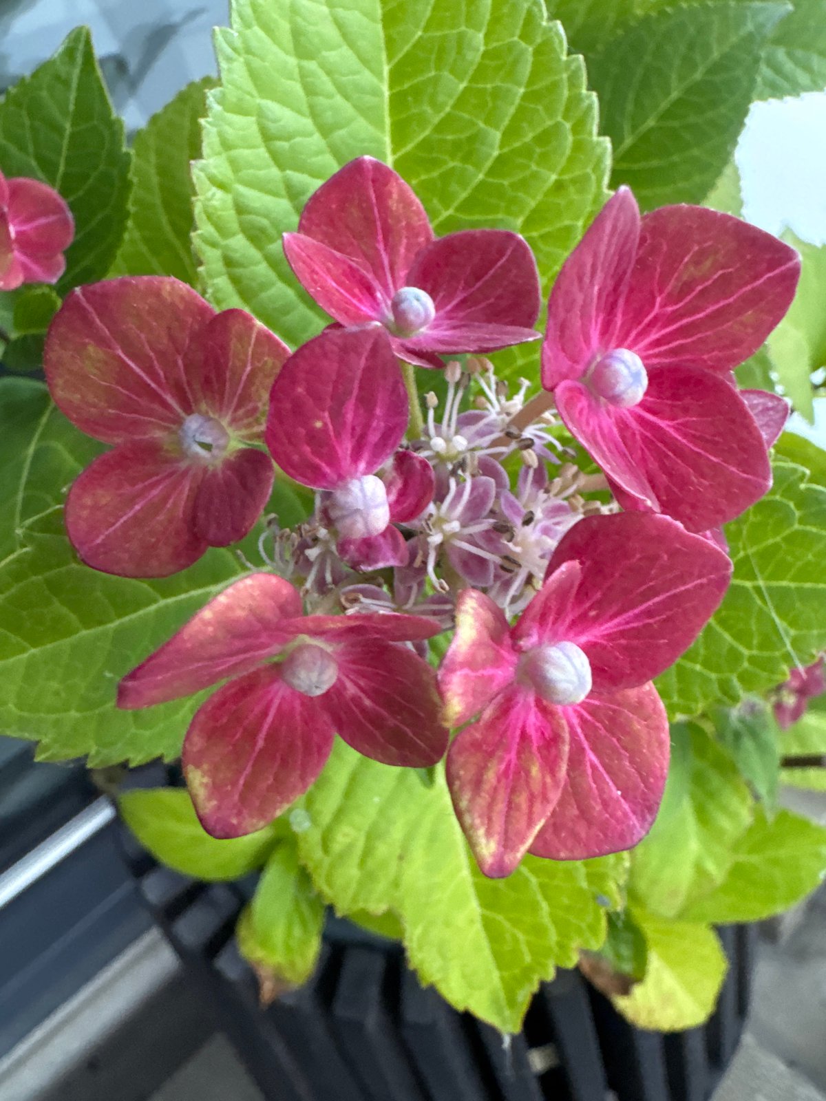 Flowers, foliage, and a love balloon in close-up
