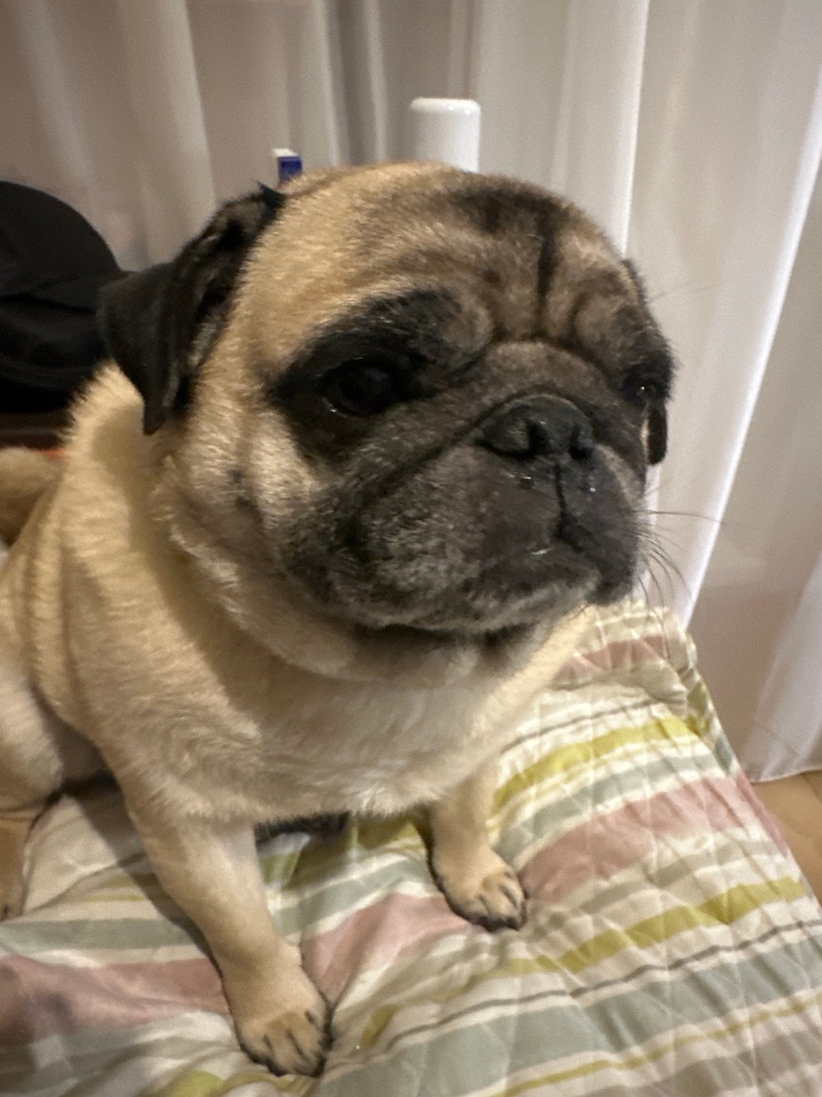 Chill evening at home with a pug, Mirny, Russia