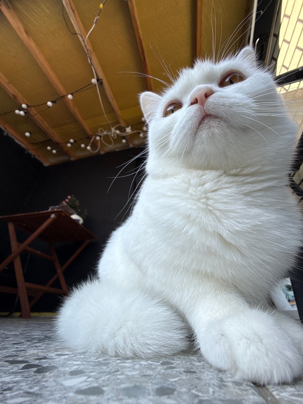 White cat, multiple angles, curiosity aimed skyward
