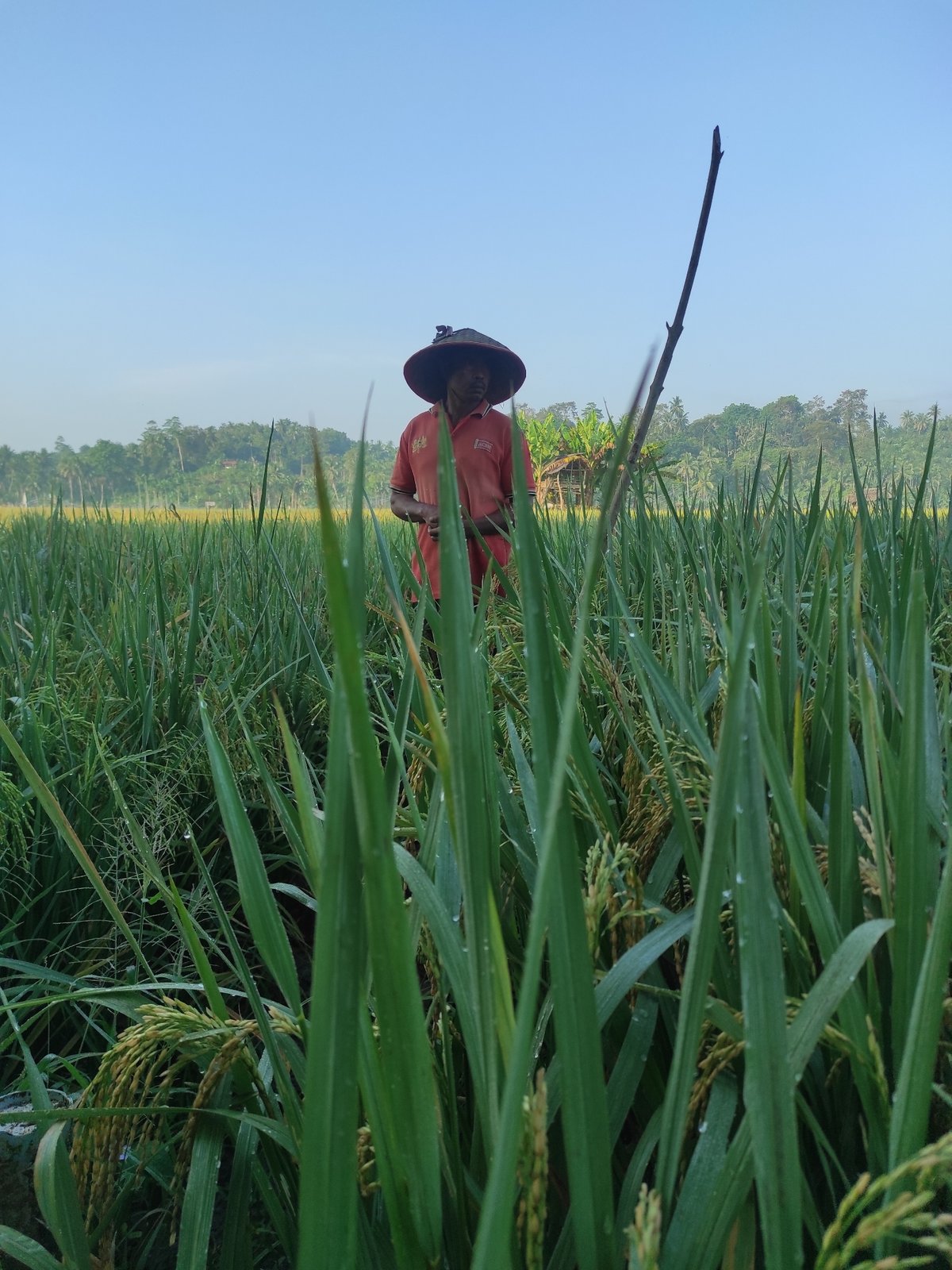 Rice farming activity observed in Lhokseumawe Indonesia fields