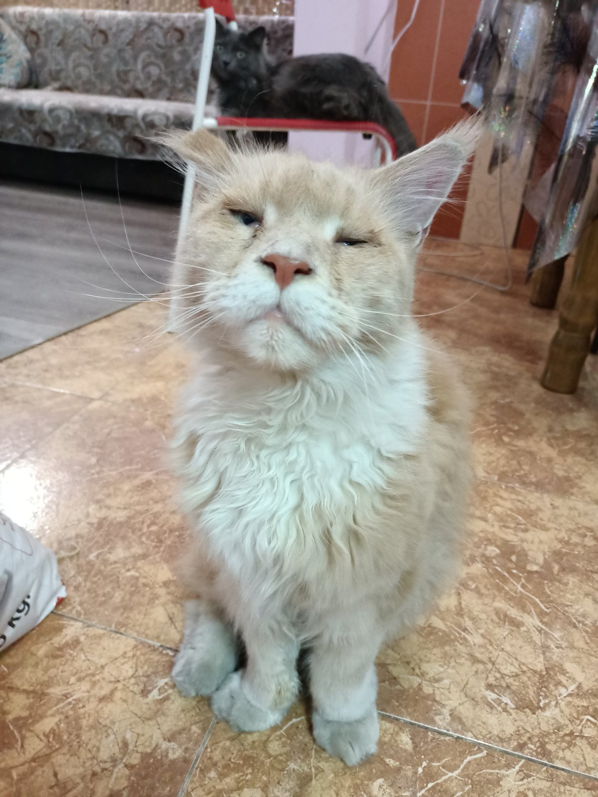 Long-haired cats photographed in Almaty homes within one minute