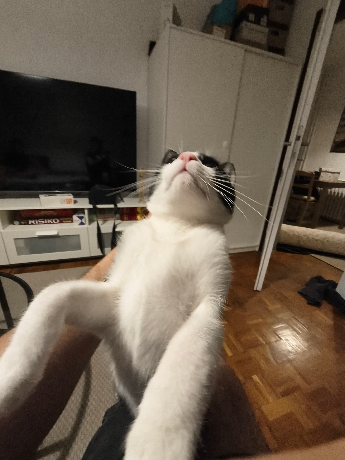 Domestic cat photographed in residential setting in Zemun, Serbia
