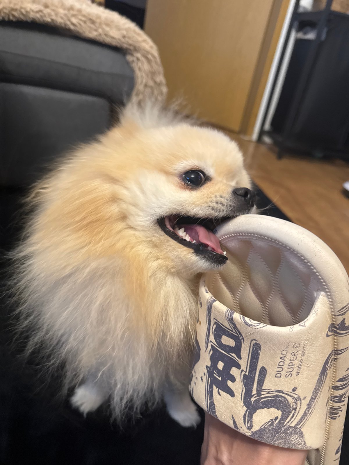 Pomeranian plays with sandal in German town