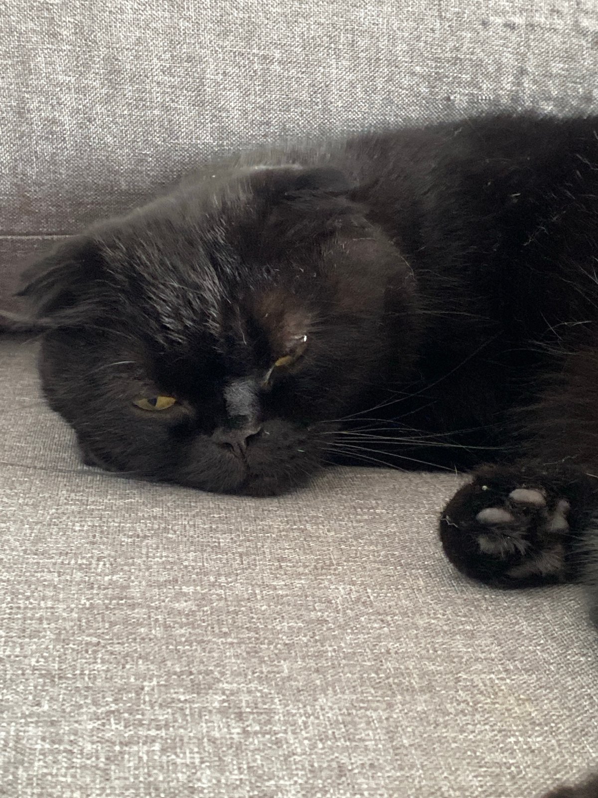 Cats napping indoors on quiet afternoon