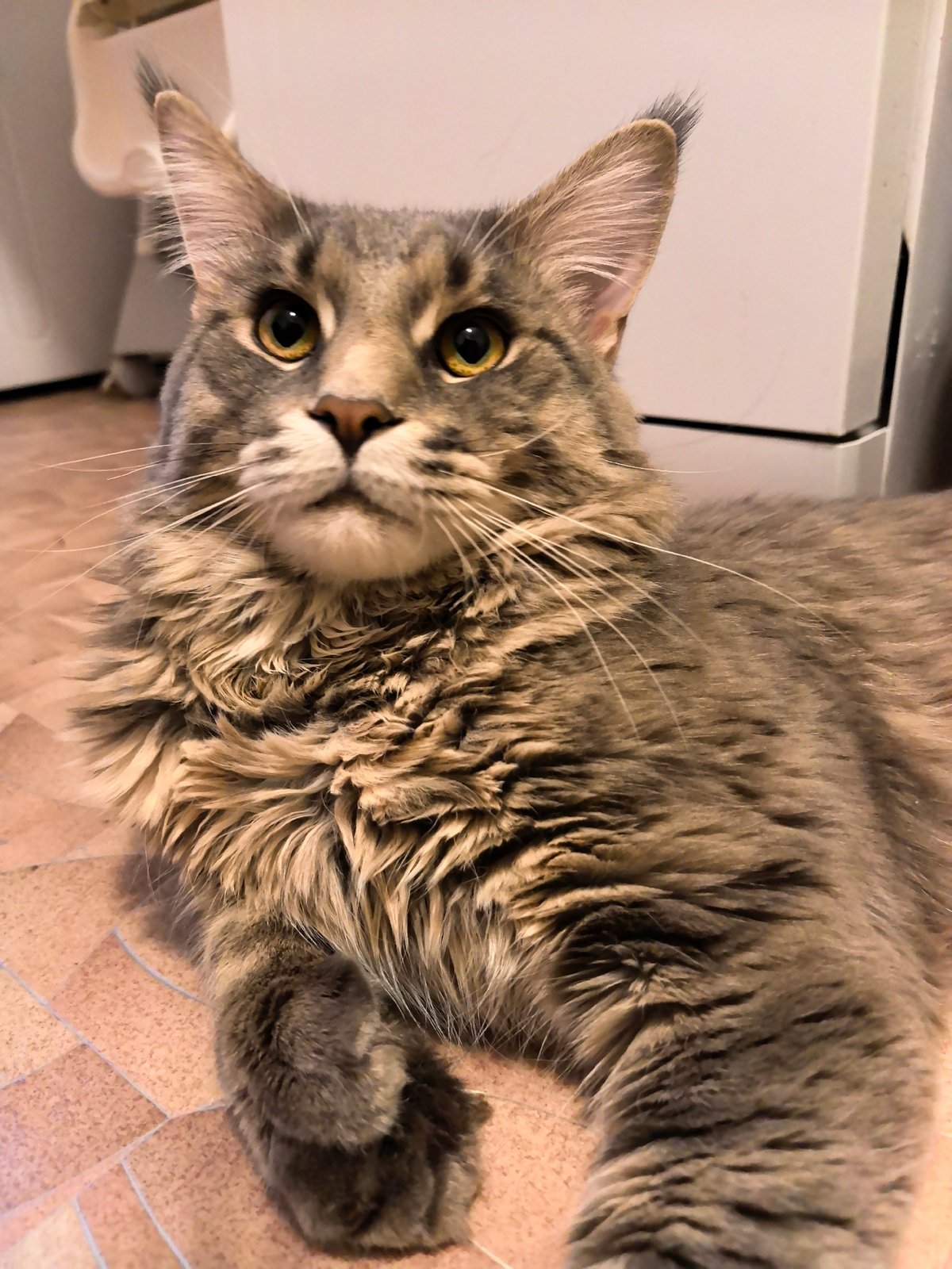 Maine Coon cat observed resting in residential bathroom setting
