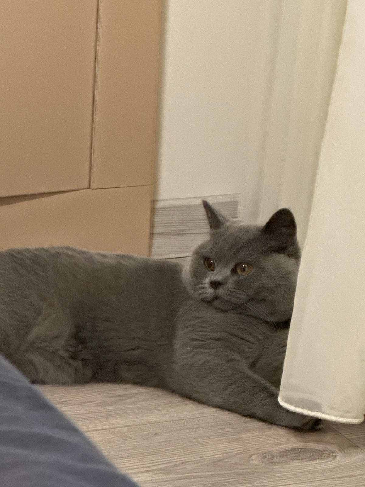 British Shorthair lounges and plays on apartment floor in Ruse