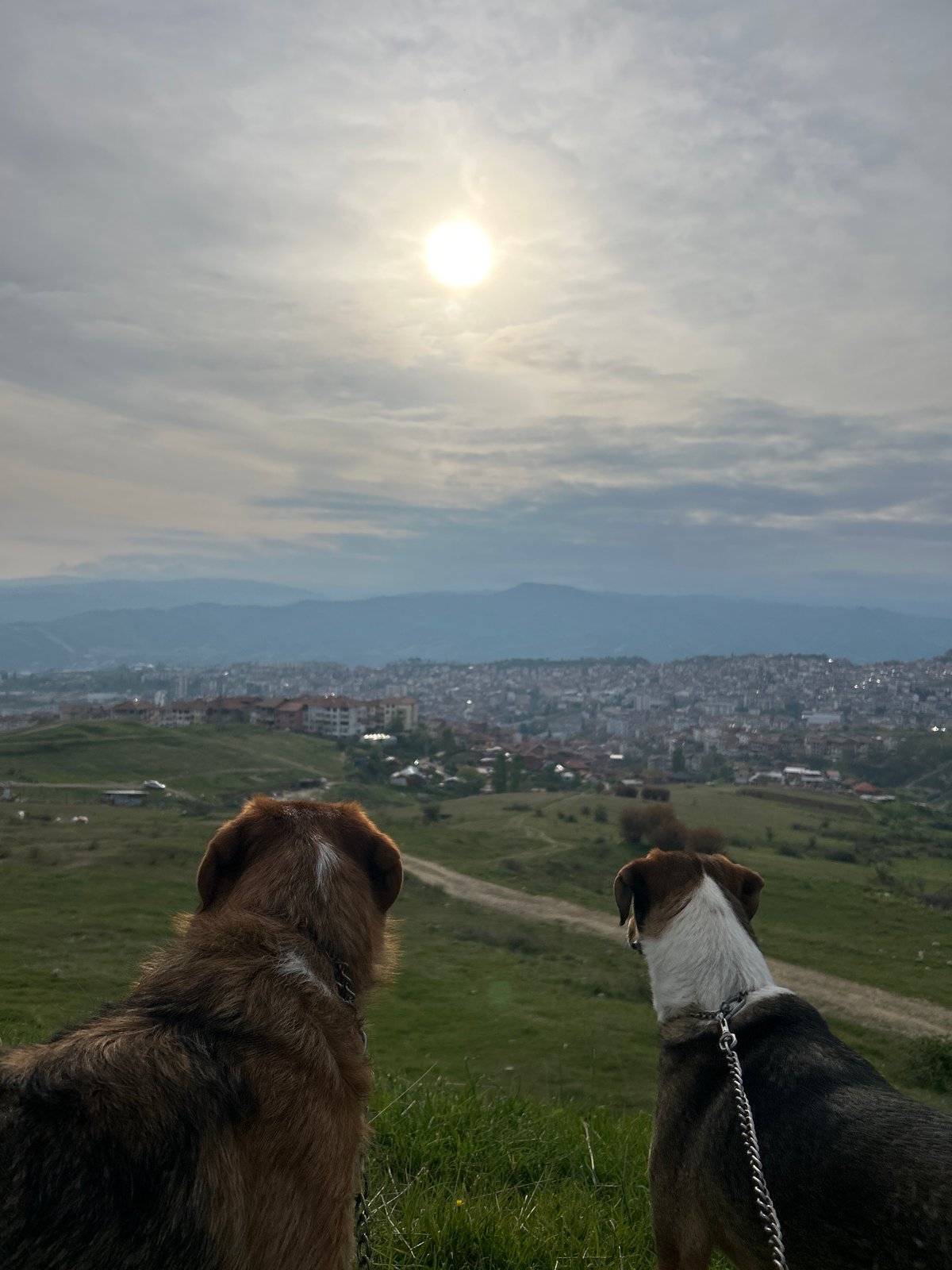 Two dogs observe Sandanski skyline from hillside vantage point