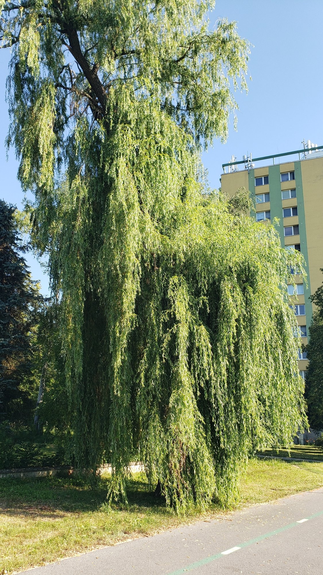 Summer morning in a Prešov park — flowers, cyclists, and green paths