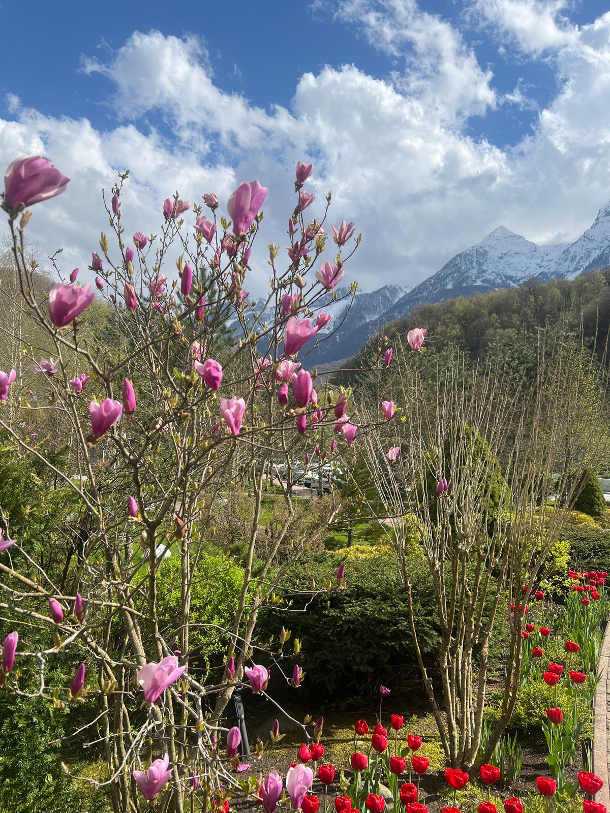 Spring magnolia blooms captured against mountain backdrop in Estosadok
