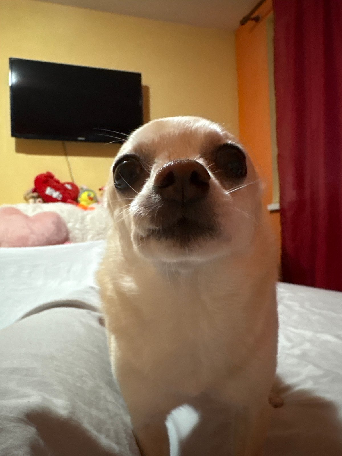 Chihuahua documented resting on bed in Vratsa, Bulgaria