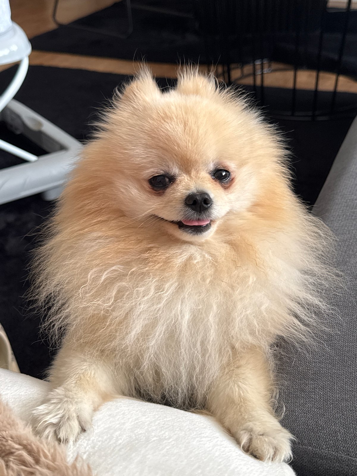 Pomeranian dog plays with sandal in German home