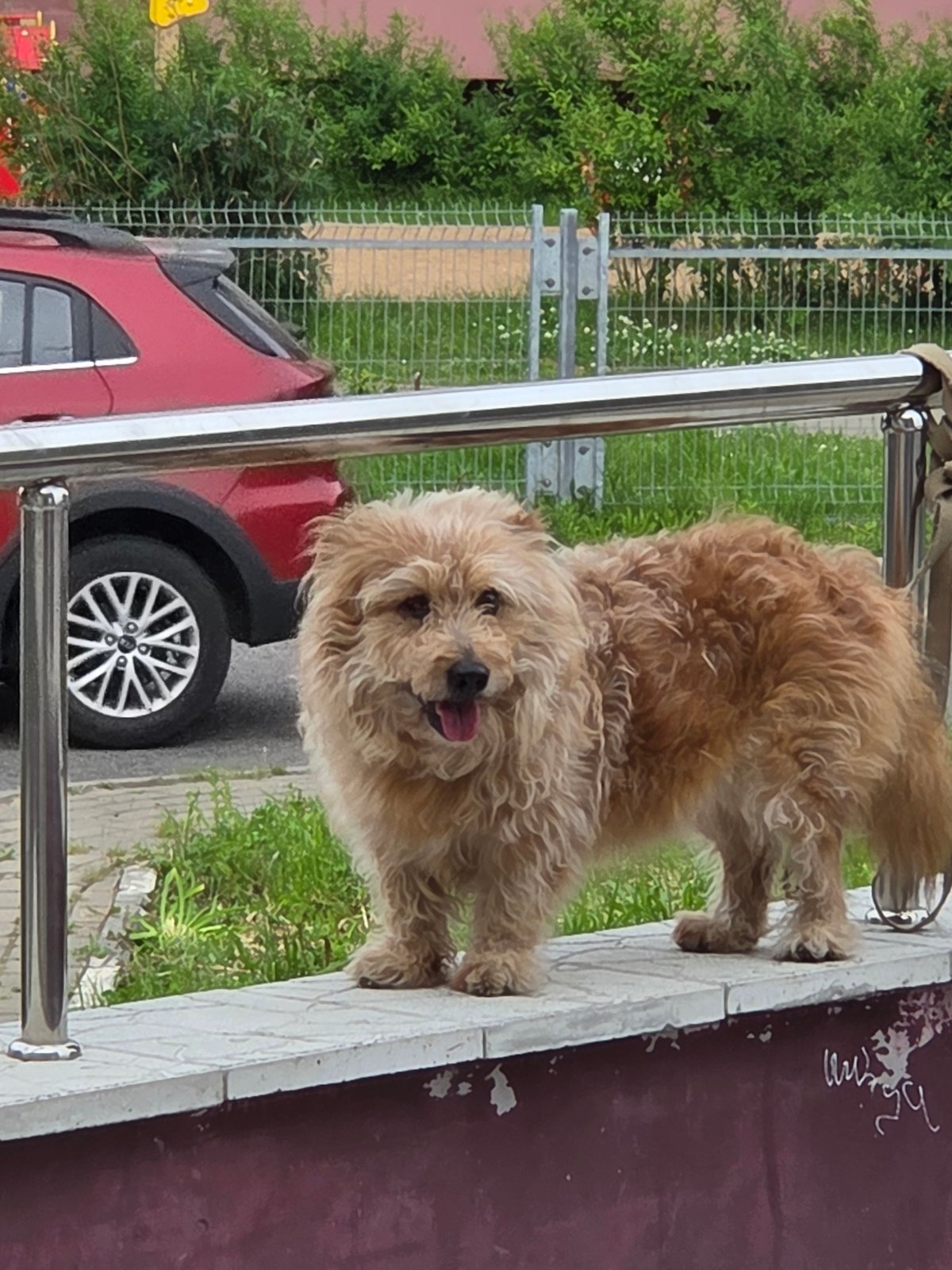 Hour-long urban walk documented with dog, coffee, street scenes