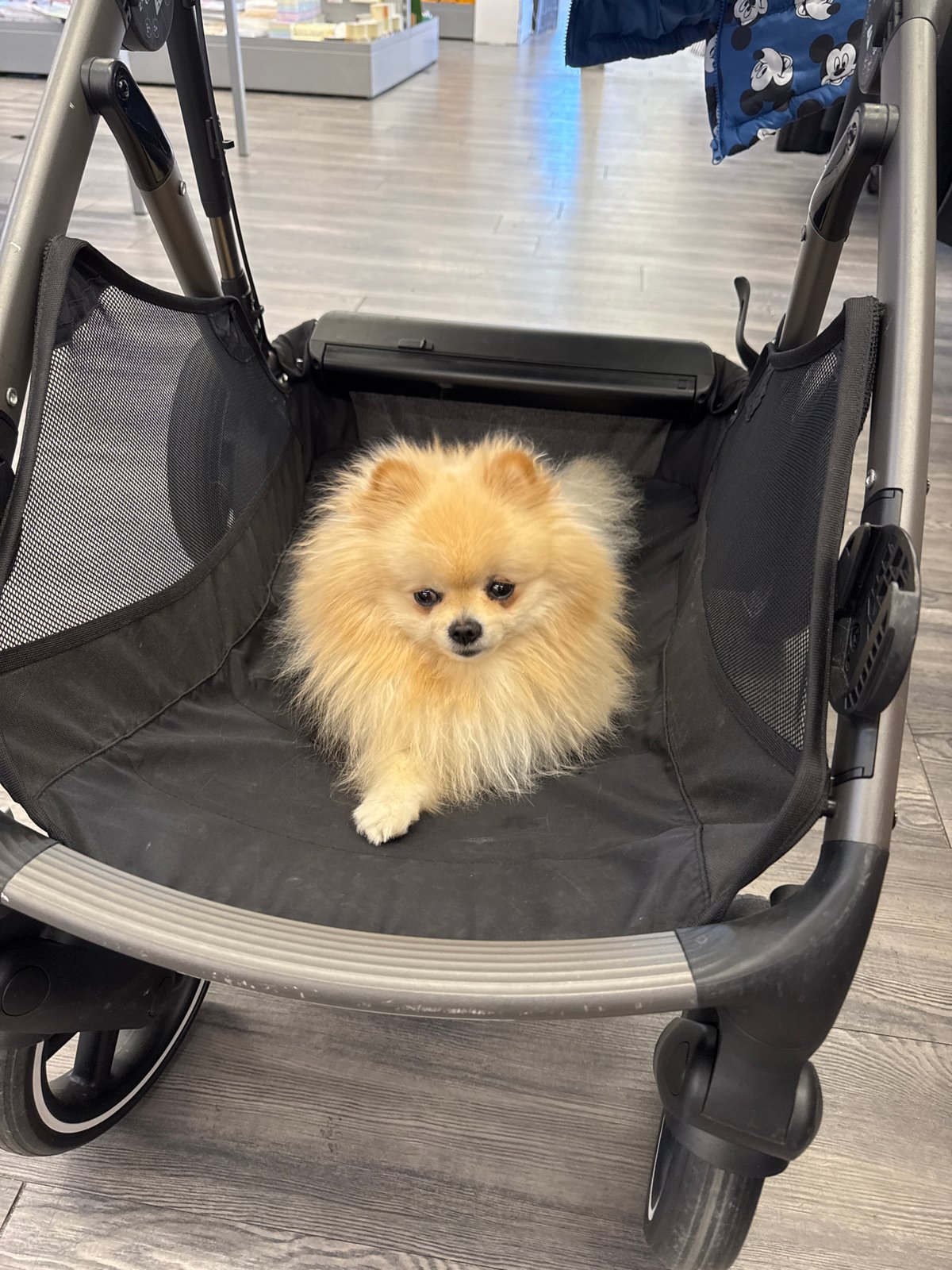 Pomeranian spotted resting in pet stroller in Markgröningen