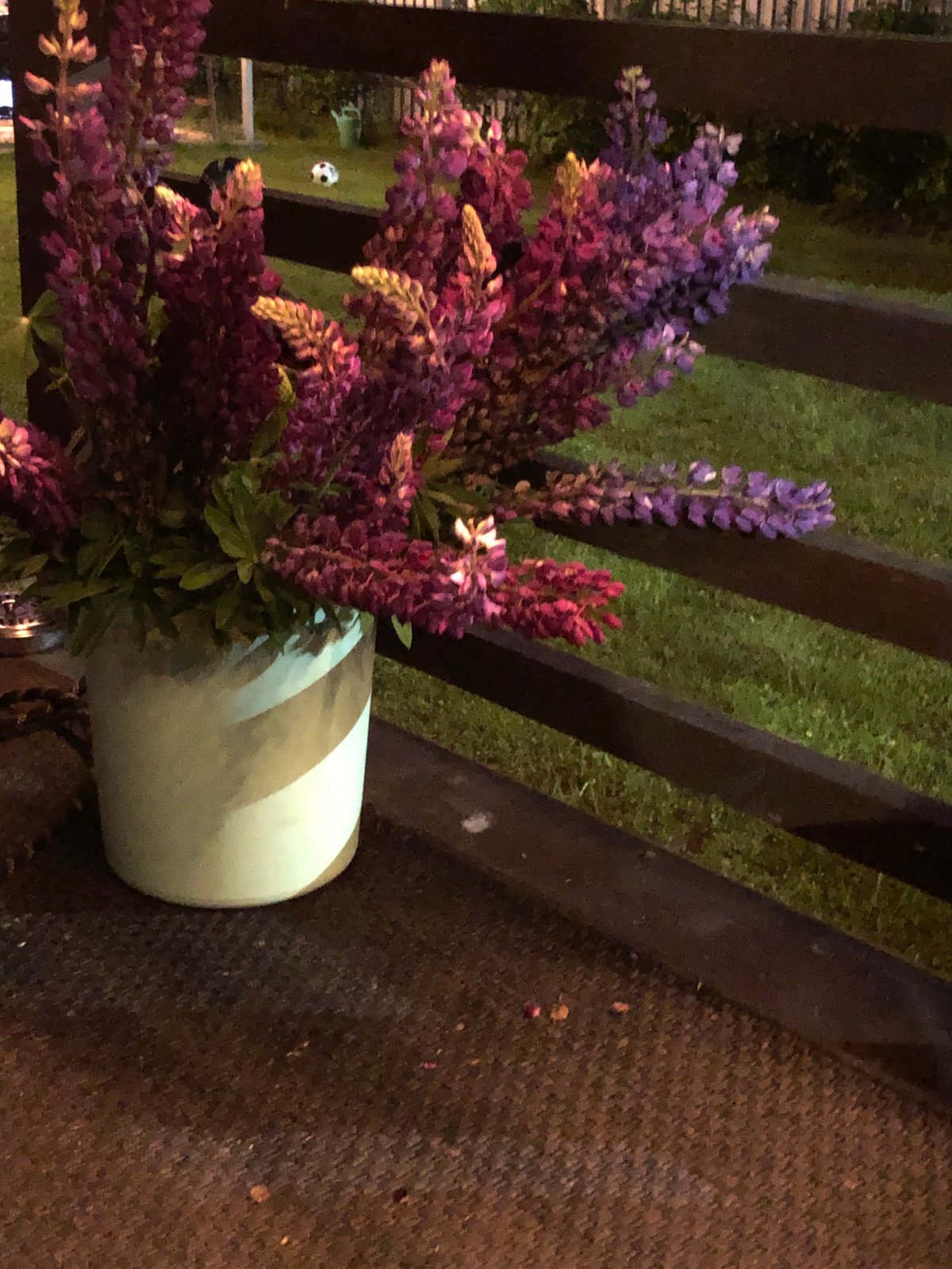 Evening Garden Walk Documented Through 21 Detailed Observations