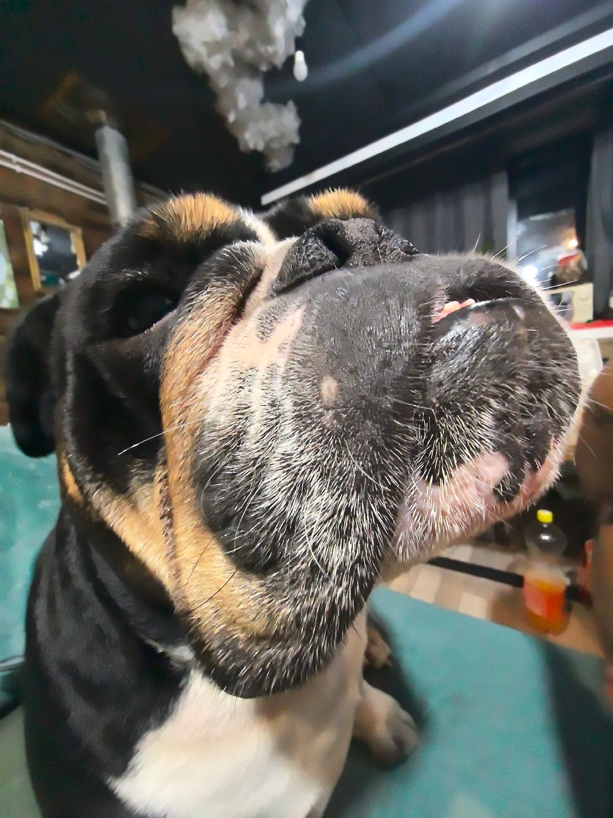 Bulldog photographed at home in Noviy, Russia