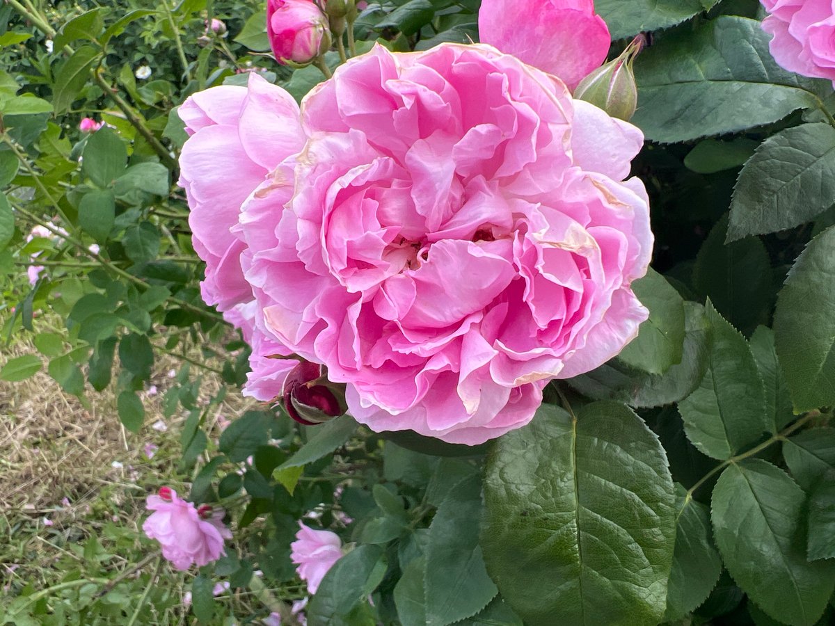 Observer documents blooming flowers and street scenes in Poltava